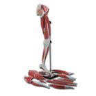 Leg muscles on pedestal with foot
