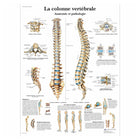 Anatomical board - The spine - Anatomy and pathology